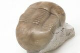 Rare, Dysplanus Babinoensis Trilobite - Russia #200396-4
